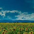 Soweit das Auge reicht-Sonnenblumen