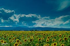 Soweit das Auge reicht-Sonnenblumen