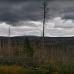 Soweit das Auge reicht toter Wald