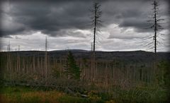 Soweit das Auge reicht toter Wald