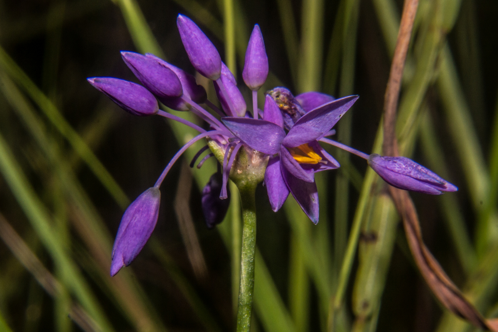 Sowerbaea alliacea