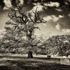 Sowjetischer Friedhof im Schlosspark Belvedere 14