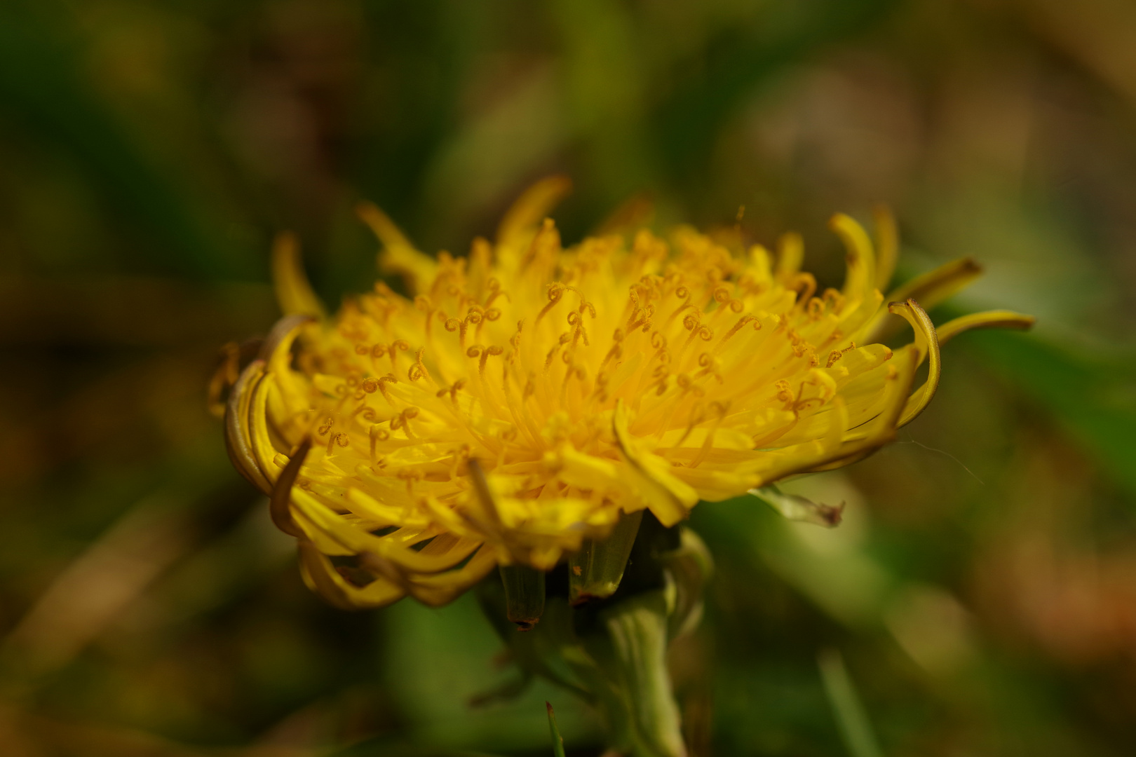 sowthistle