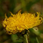 sowthistle