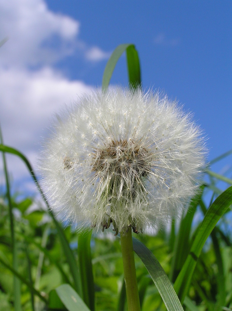 Sowthistle:)