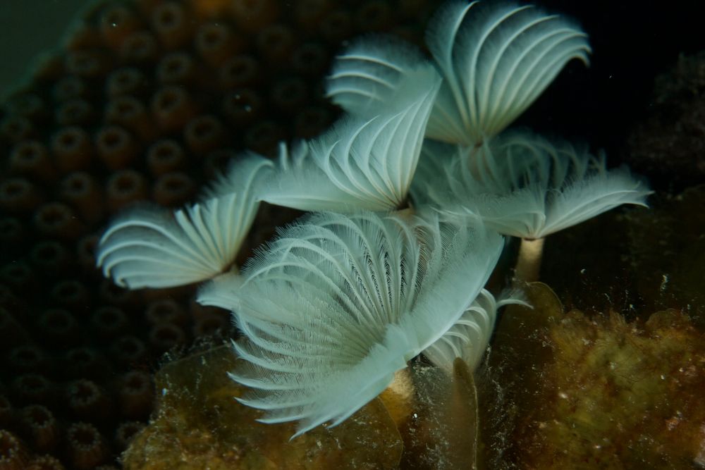 Soziale Sabelle - Social feather duster - Bispira brunnea