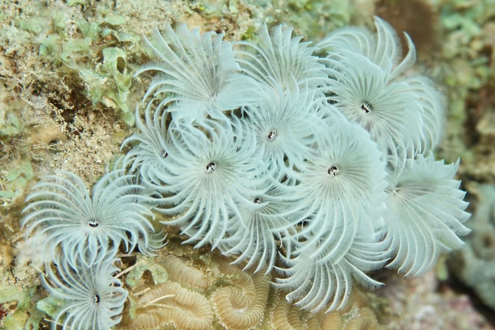 Soziale Sabelle  -  Social feather duster - Bispira brunnea