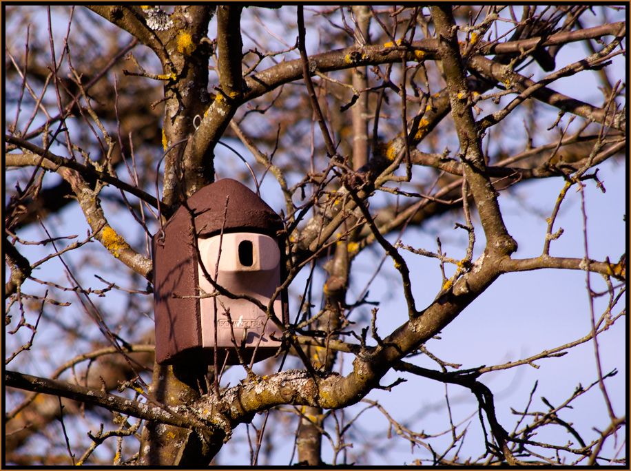 Soziale Vogelbau AG sucht Mieter für 1 Zimmerapartment