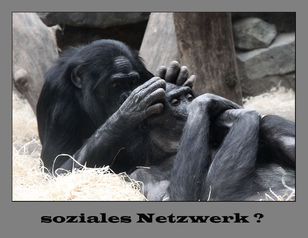 Soziales Netzwerk