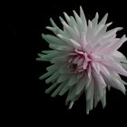 Space-Flower
