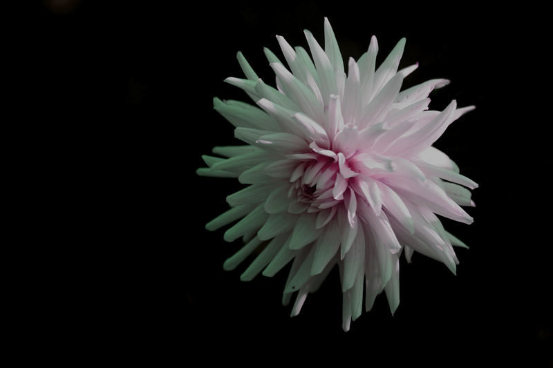 Space-Flower