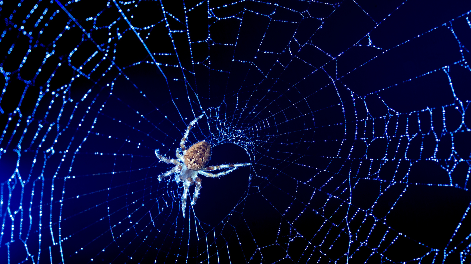 Space spider