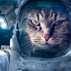 Spacecat-II