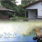 Spachbrücker Kuckuck