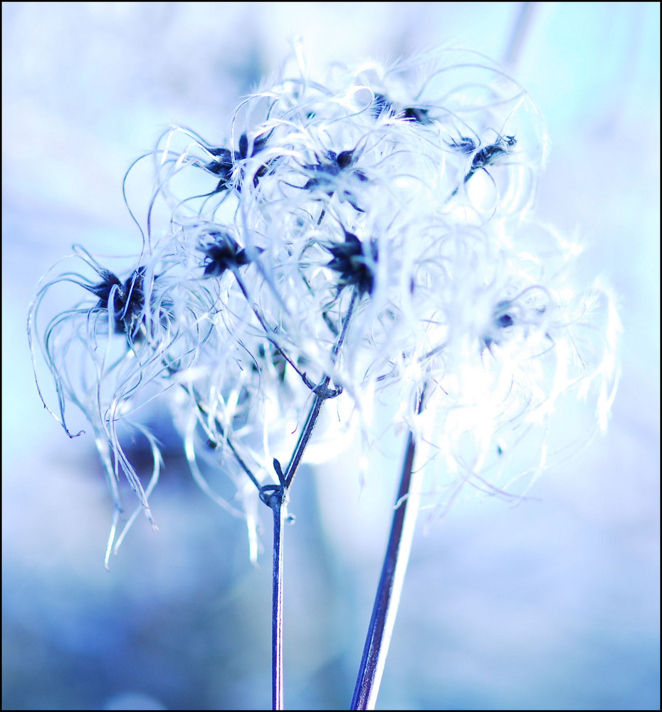 Spacy Ranunculus