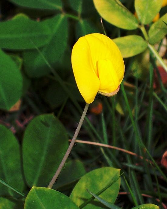 Spade Flower