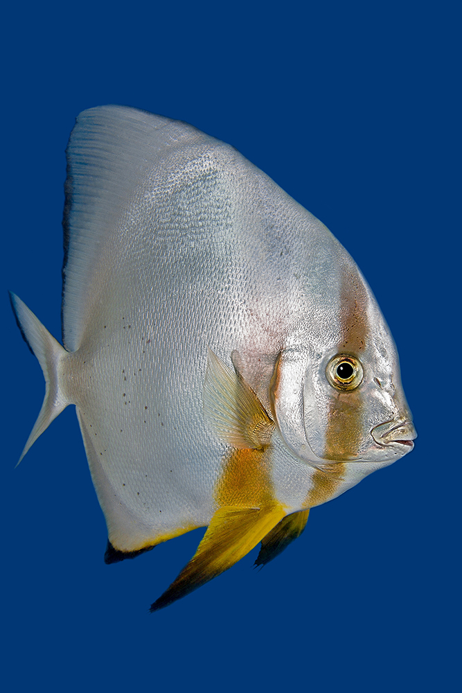 Spadefish