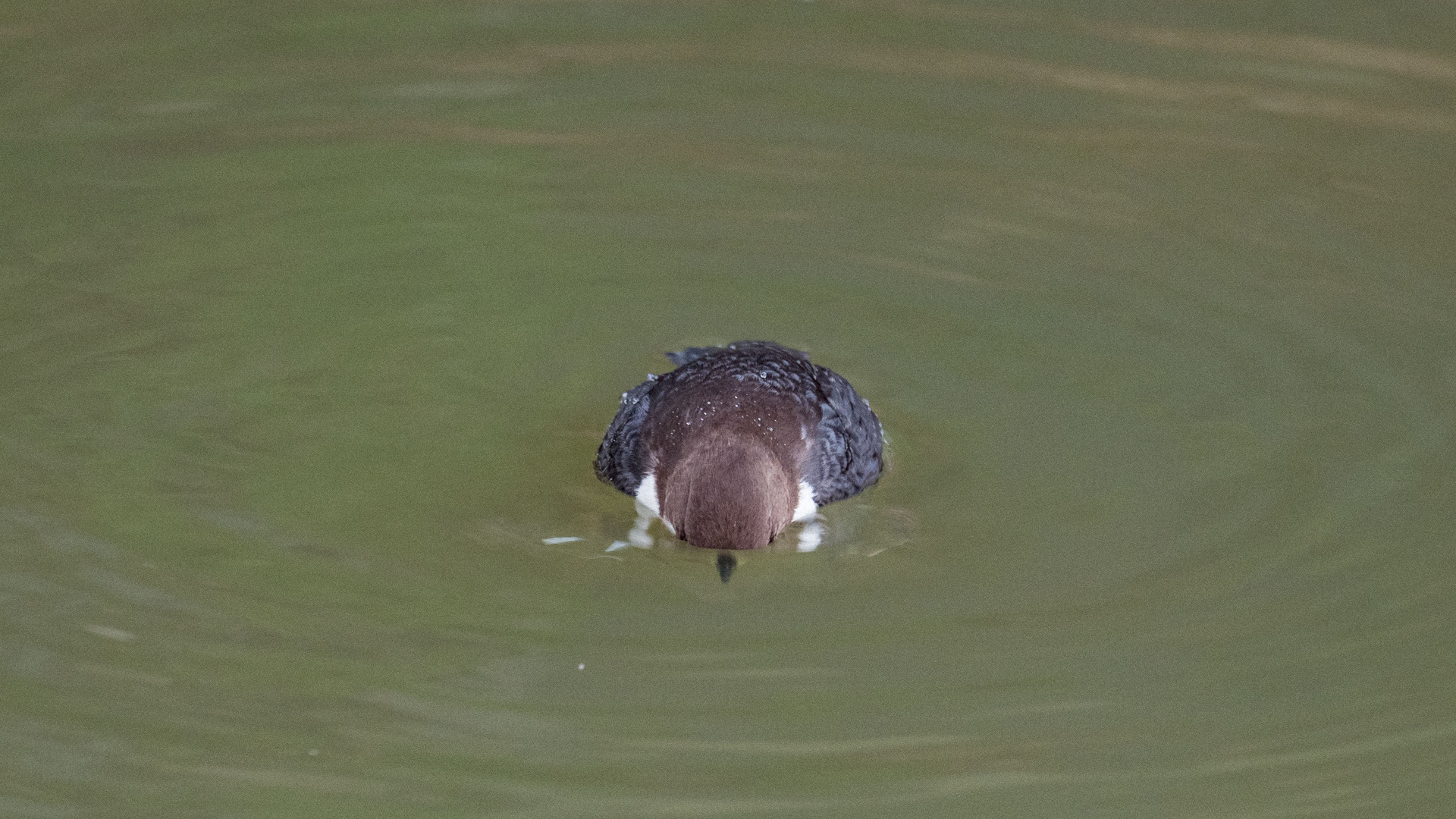 Spähende Wasseramsel