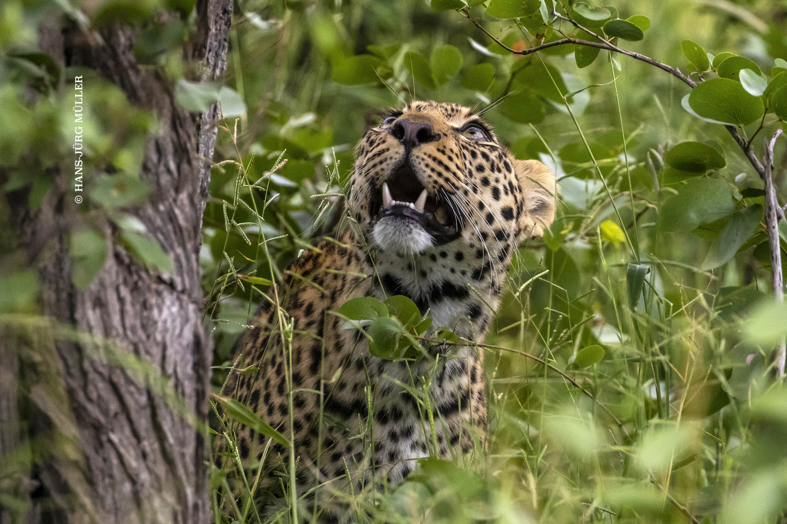 Spähender Leopard 