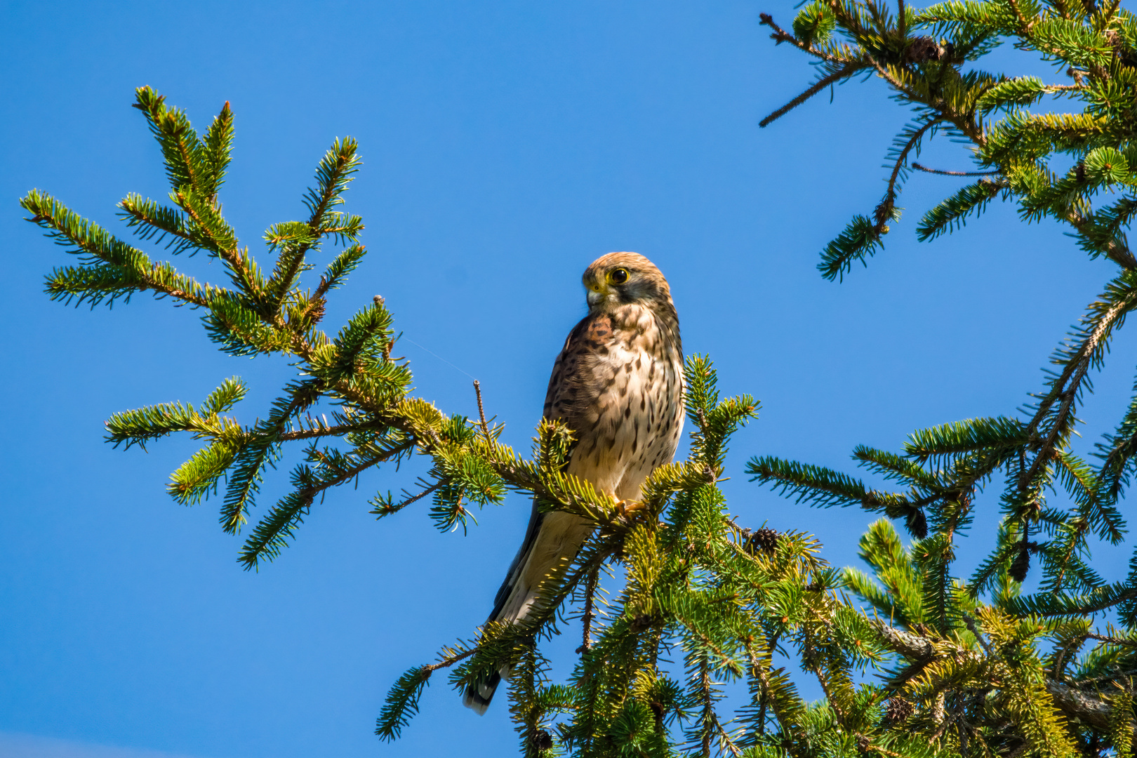 Spähender Turmfalke