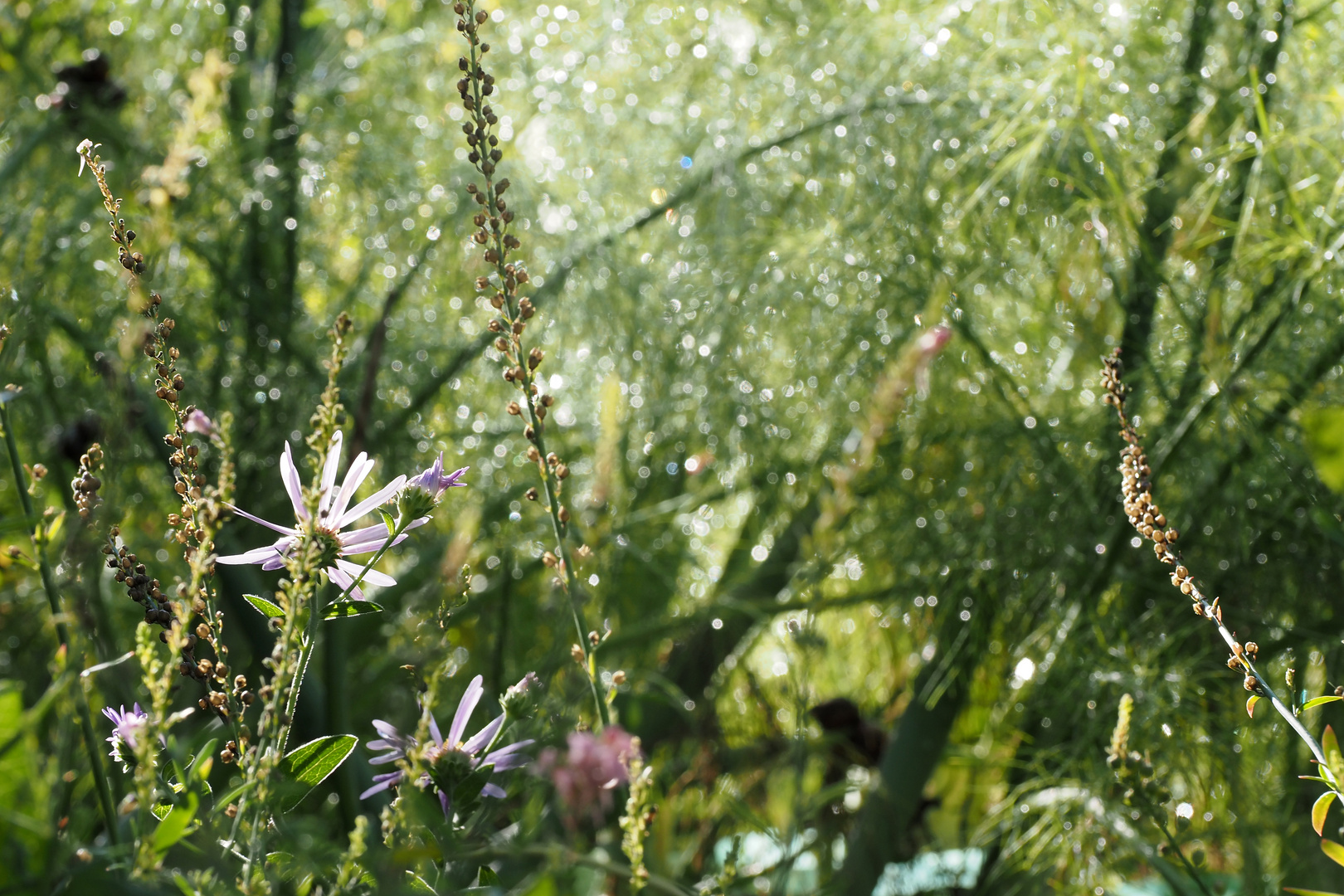 späht sommergarten 