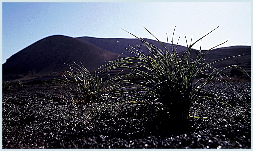 spärlicher Wuchs / Lanzarote