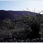 spärlicher Wuchs / Lanzarote