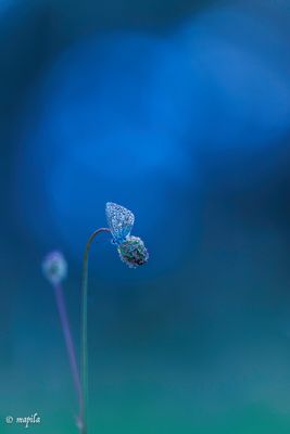 ——— spät ———