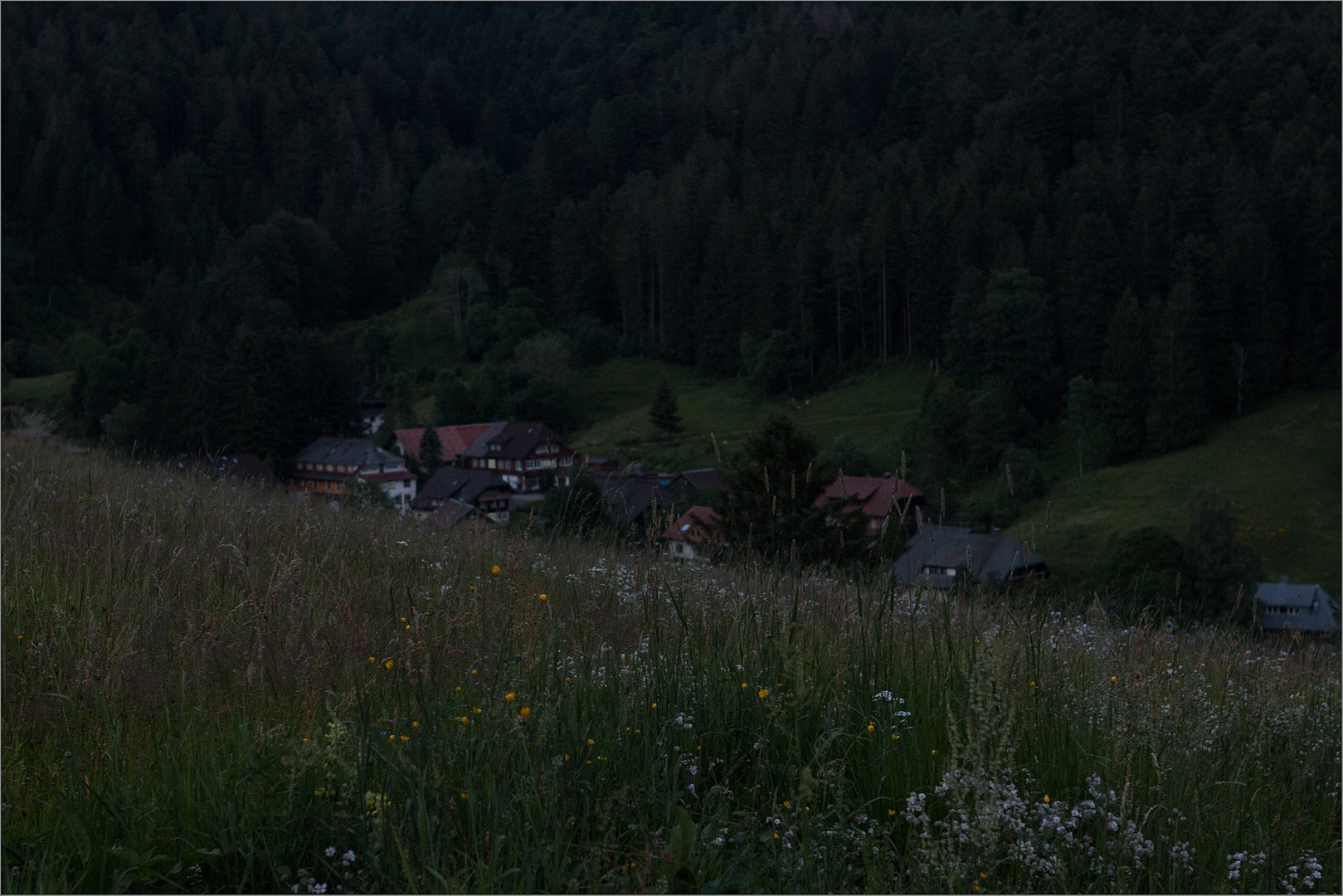 Spät abends in der Wiese