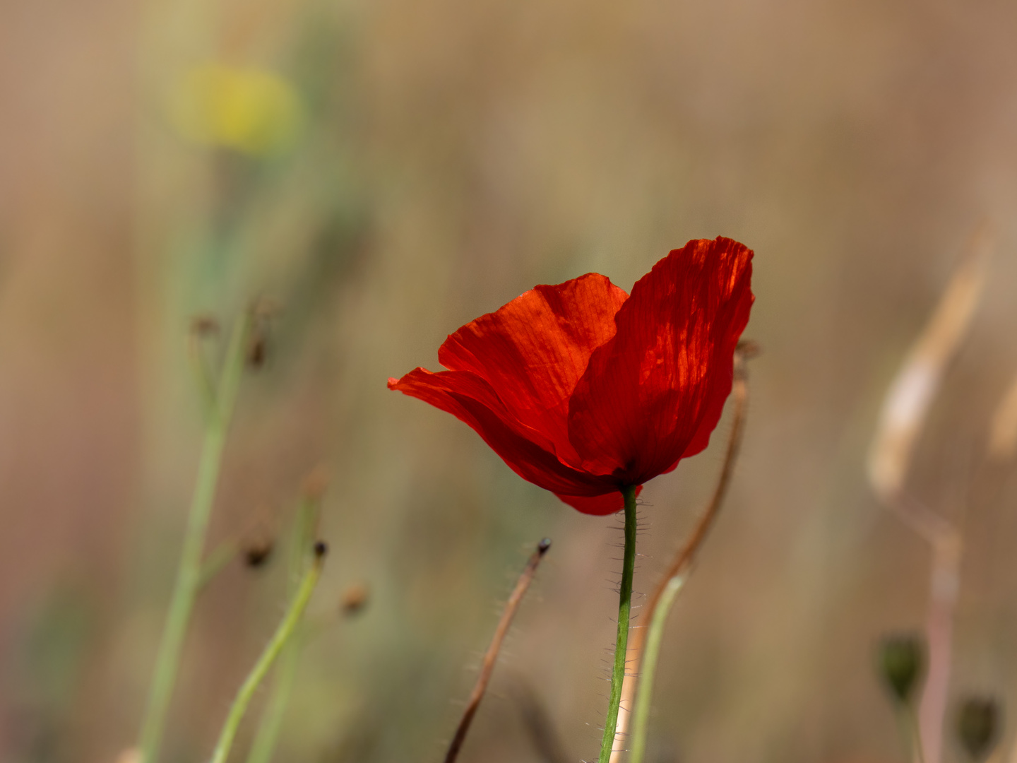 spät, aber in kräftiger Farbe