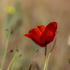 spät, aber in kräftiger Farbe