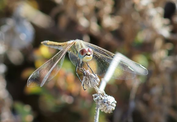 "spät dran" : Frühe Heidelibelle (f)