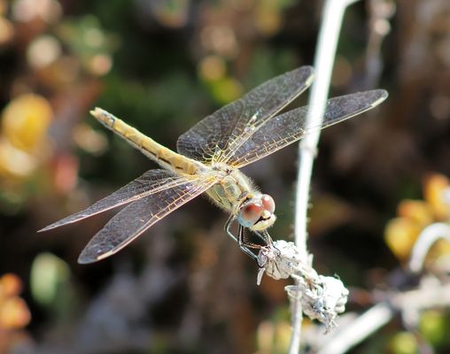 "spät dran" : Frühe Heidelibelle (f)
