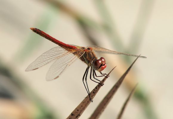 "spät dran" : Frühe Heidelibelle (m)