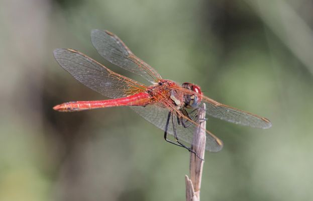 "spät dran" : Frühe Heidelibelle (m)