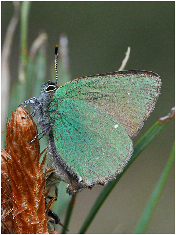 Spät gehobene "Schätze" (1) - Grüner Zipfelfalter - Callophrys rubi