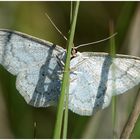 Spät gehobene "Schätze" (4) -  Scopula floslactata (Gelblichweißer Kleinspanner)