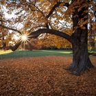 Spät Herbst