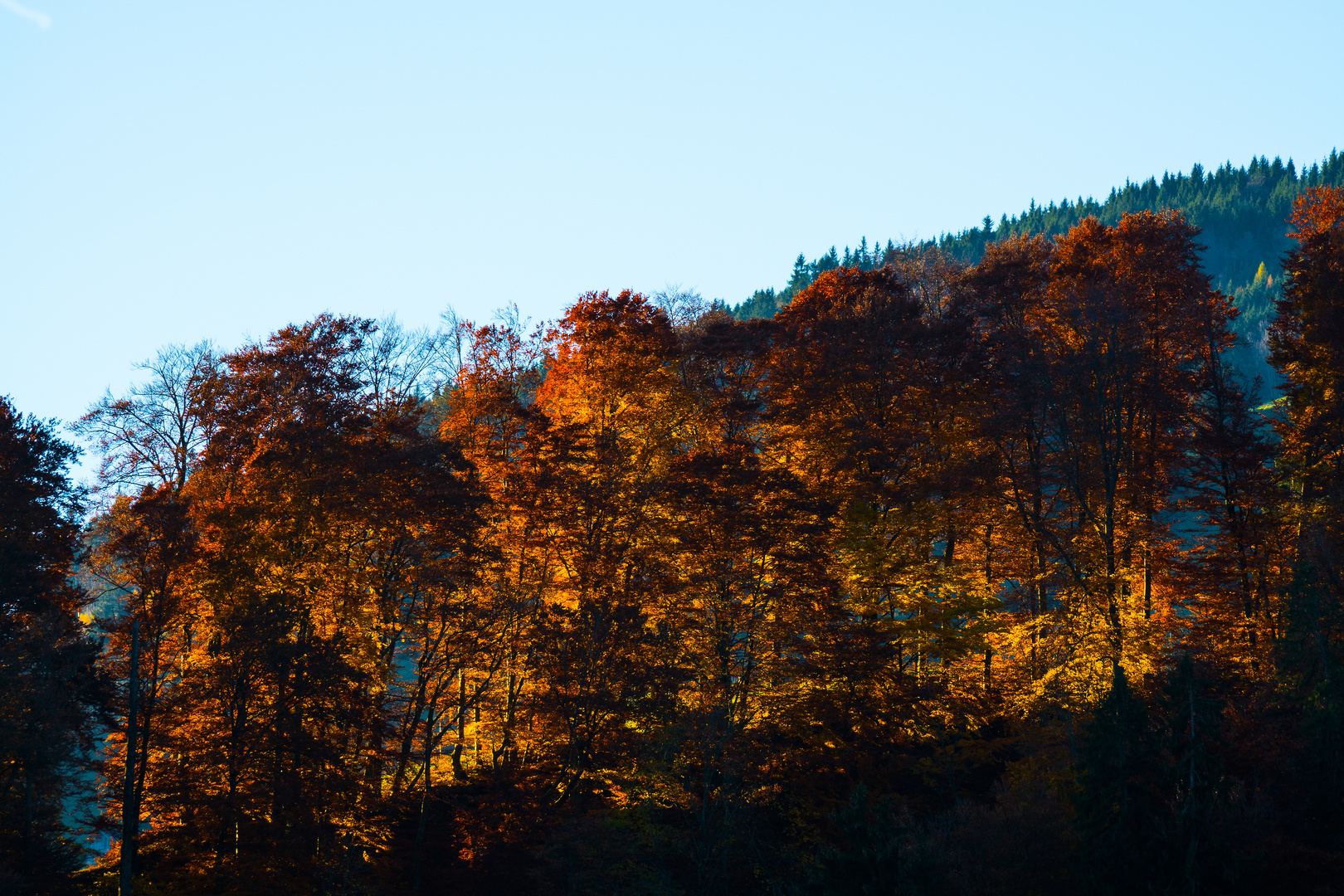 Spät-Herbstwald