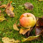 Spät im Herbst