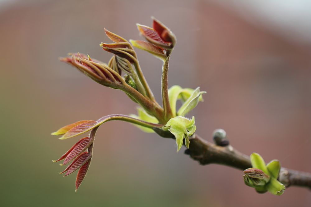 Spät treibt er Foto & Bild bäume, natur, macro Bilder auf