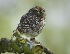 Spätabendliche Begegnung an einem alten Dorffriedhof.....