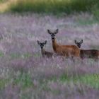 Spätabends im Moor ...