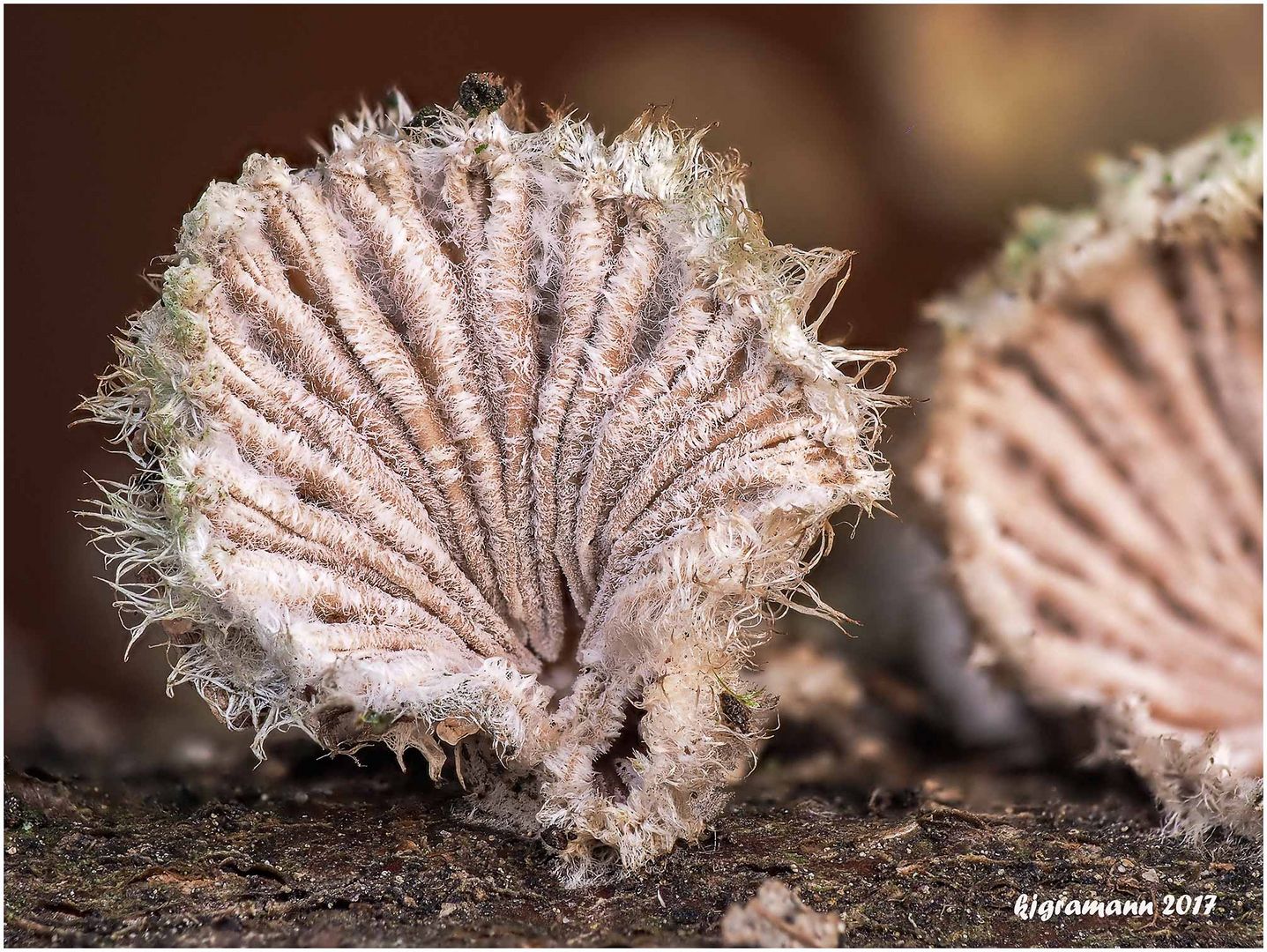 spätblattlinge (schizophyllum commune).......