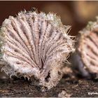 spätblattlinge (schizophyllum commune).......