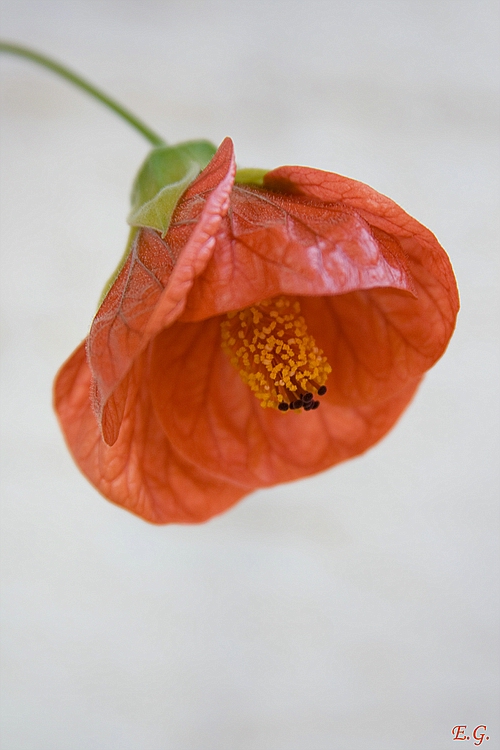 Spätblüher im Herbst