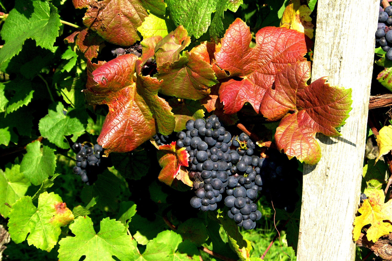Spätburgunder Weinstock mit Trauben Foto & Bild pflanzen, pilze