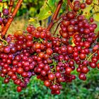 Spätburgunder Weißherbst