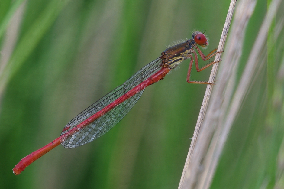 Späte Adonisjungfer (Ceriagrion tenellum)