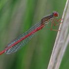 Späte Adonisjungfer (Ceriagrion tenellum)